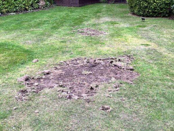 Green Gardener Chafer Killer 500 sqm
