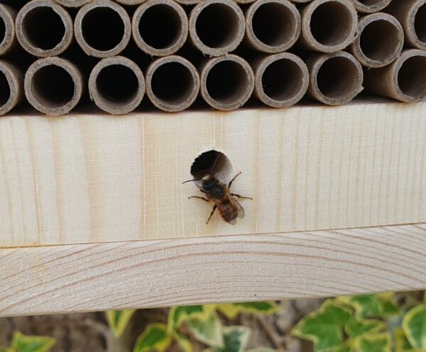 Solitary Bee House with a Release Chamber