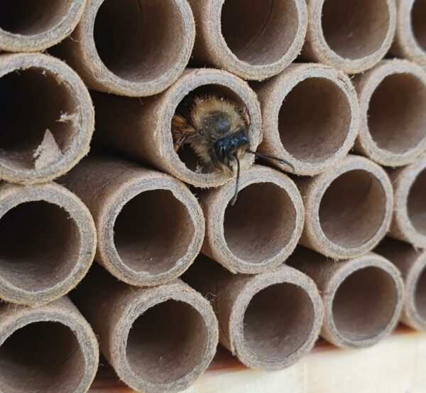 Solitary Bee House with a Release Chamber