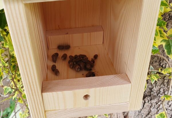 Solitary Bee House with a Release Chamber