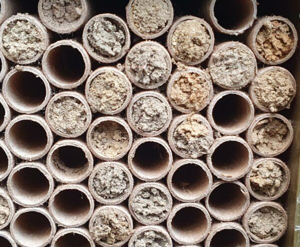 Solitary Bee House with a Release Chamber