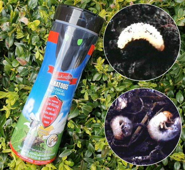 Slow Release Long Life Grub & Weevil Nematodes