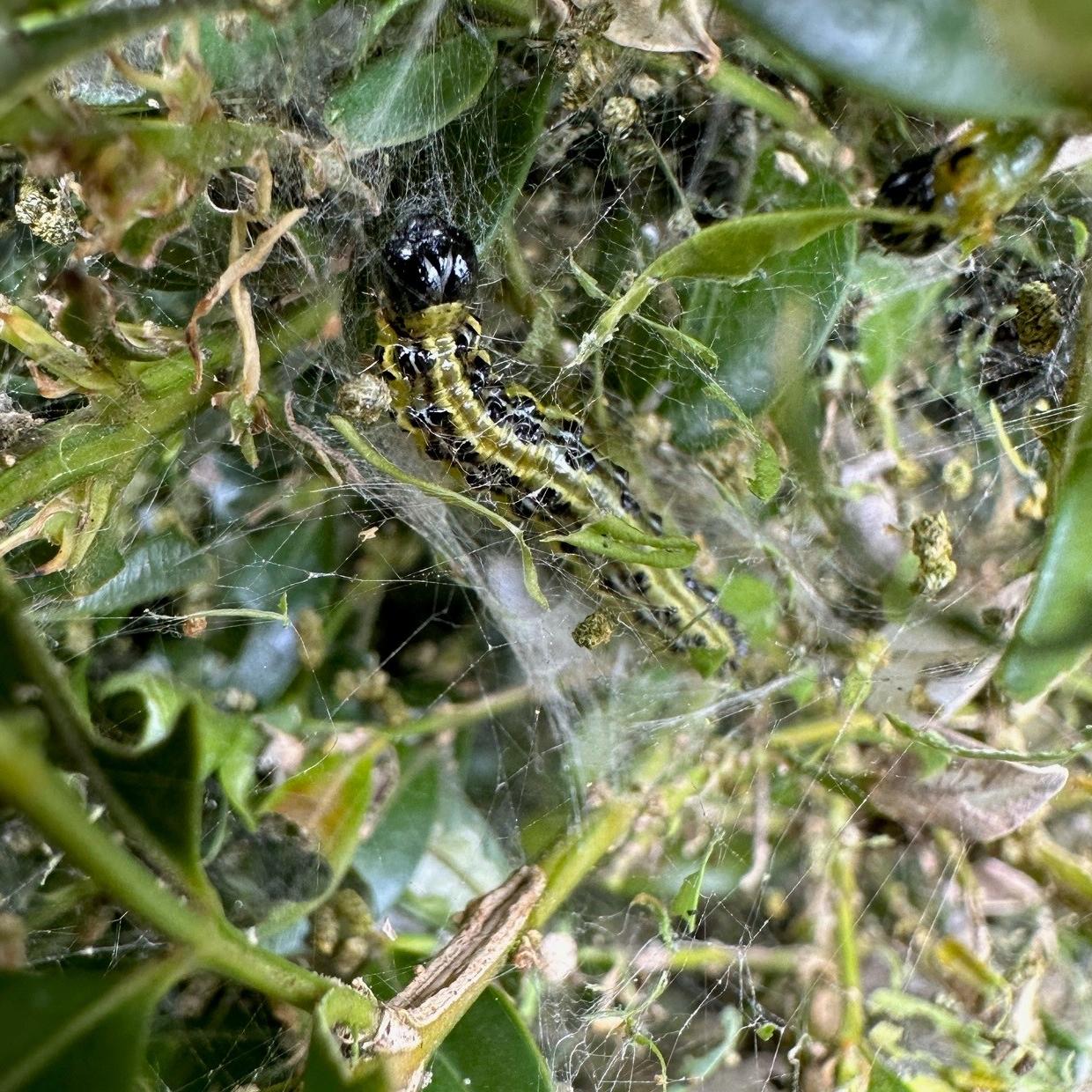 Customer Question Box Tree Caterpillar Green Gardener