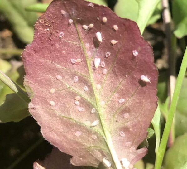 Encarsia for Whitefly in Blister Packs