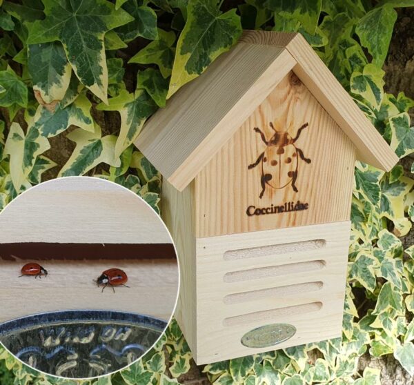 Ladybird Shelter
