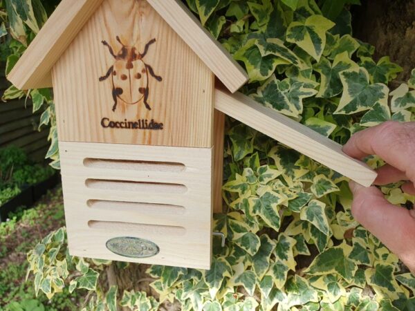 Ladybird Shelter