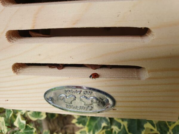 Ladybird Villa