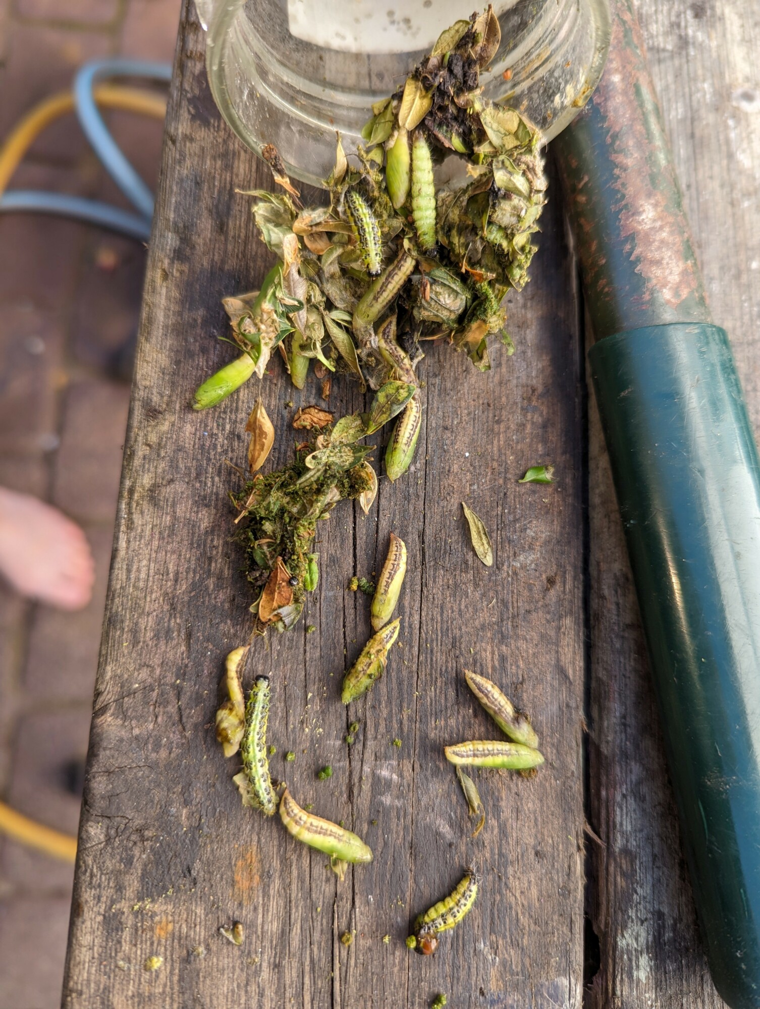 Box Tree Caterpillar Decimation Green Gardener