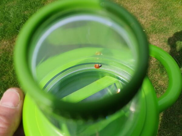Magnifying Insect Viewer