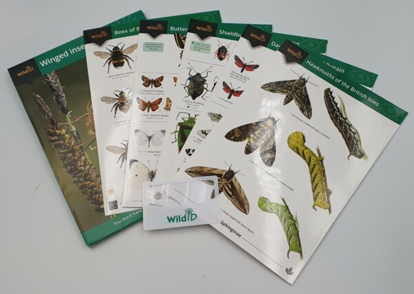 Winged Insects Wildlife Pack
