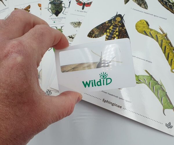 Winged Insects Wildlife Pack