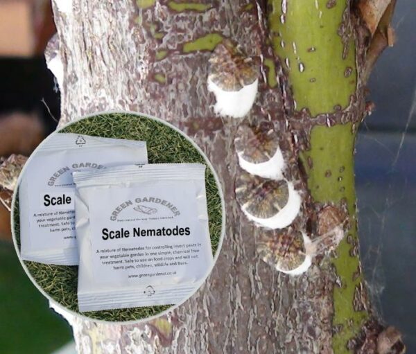 Scale Nematodes (4 packs)