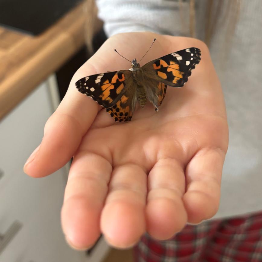 https://www.greengardener.co.uk/wp-content/uploads/2024/02/butterflyonhand2nd.jpg