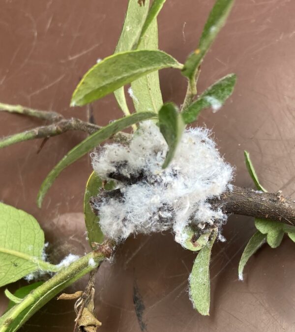 Lacewing Larvae