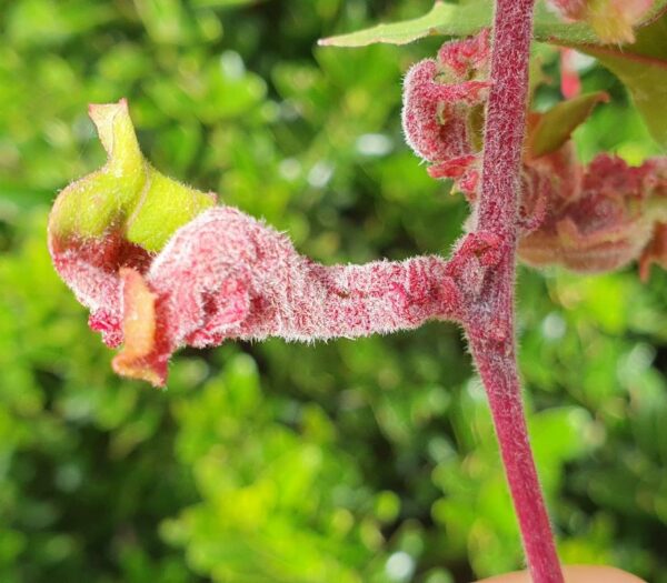 Fuchsia Gall Mite Sachets
