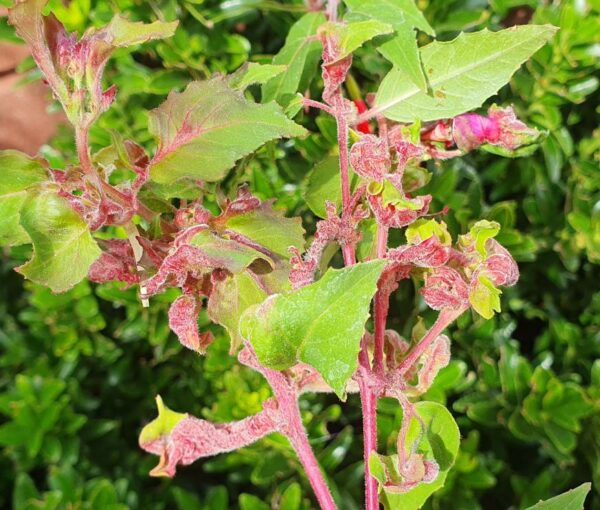 Fuchsia Gall Mite Sachets