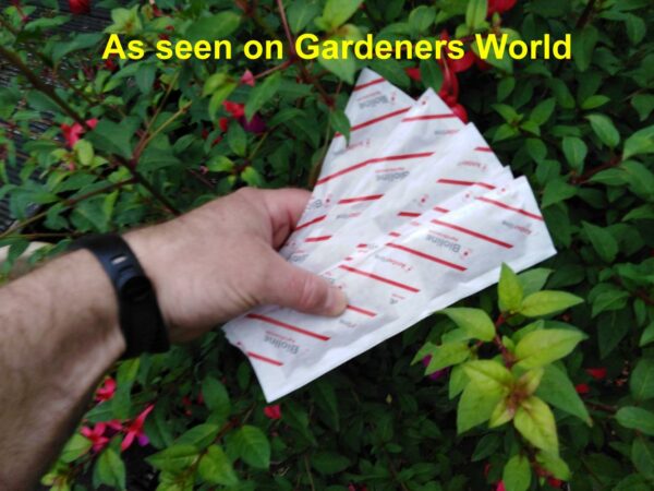 Fuchsia Sachet Programmes