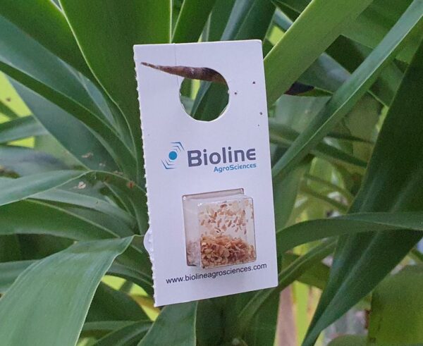 Encarsia for Whitefly in Blister Packs