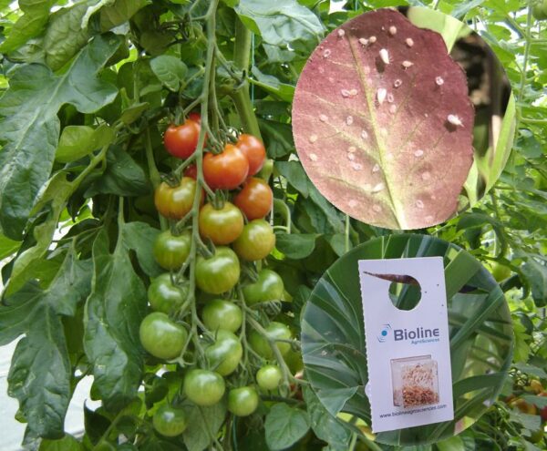 Encarsia for Whitefly in Blister Packs