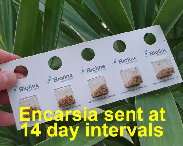 Encarsia Programmes