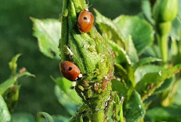 Ladybird Breeding Kit