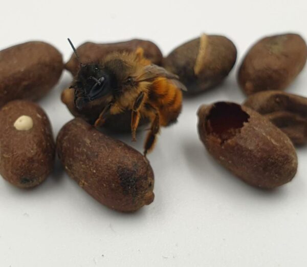 Solitary Bee Reed Bundle