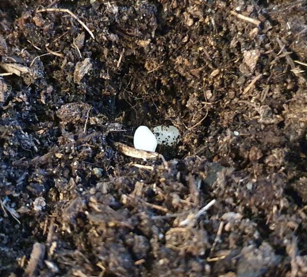 Slow Release Sciarid Fly Nematode Pearls