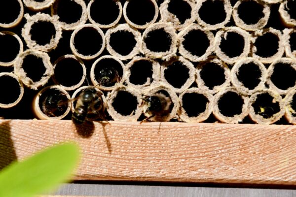 Ladybird House and Solitary Bee House Offer
