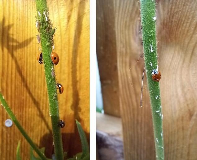 adult ladybirds eating aphids greenfly