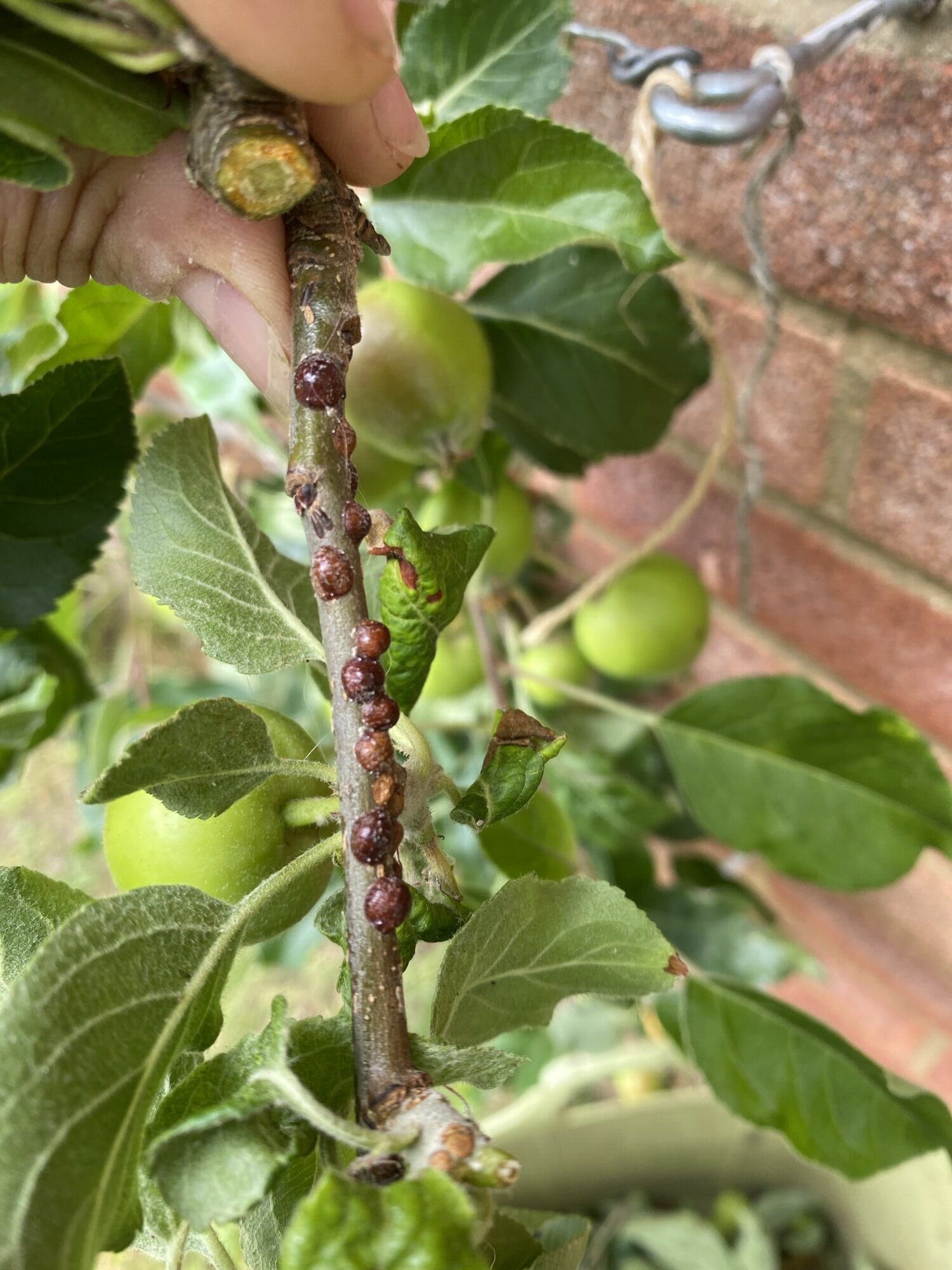 Customer Question - Pest on Apple Tree? - Green Gardener