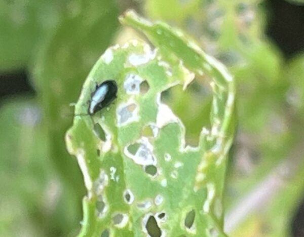 Flea Beetle Nematodes (2 packs)