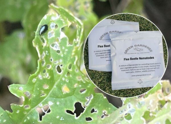 Flea Beetle Nematodes (2 packs)