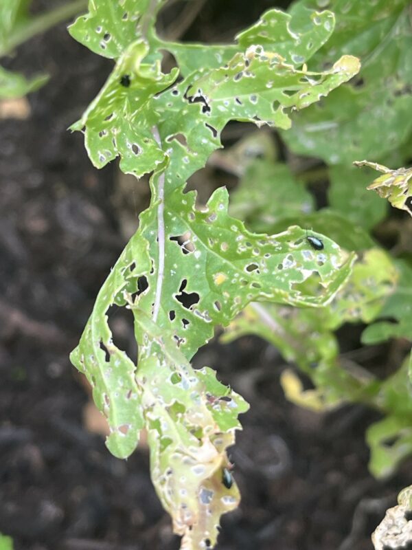 Flea Beetle Nematodes (2 packs)