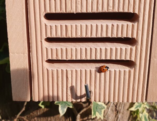 Hanging Ladybird House