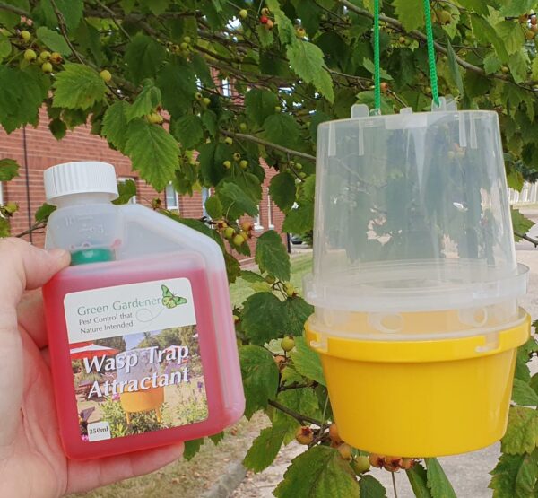 Bulk Pack of Orchard Wasp Traps with Attractant