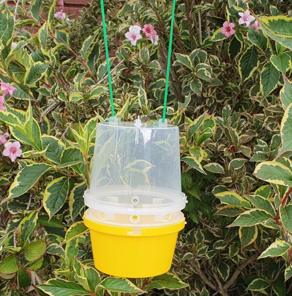 Bulk Pack of Orchard Wasp Traps with Attractant