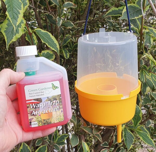 Wasp Trap with Attractant