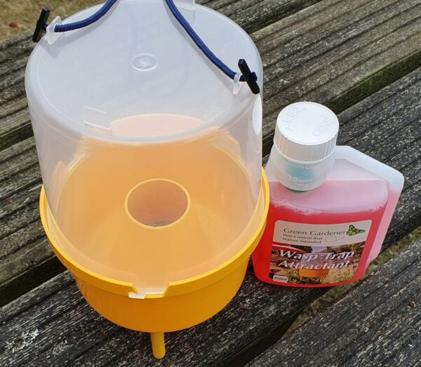 Wasp Trap with Attractant