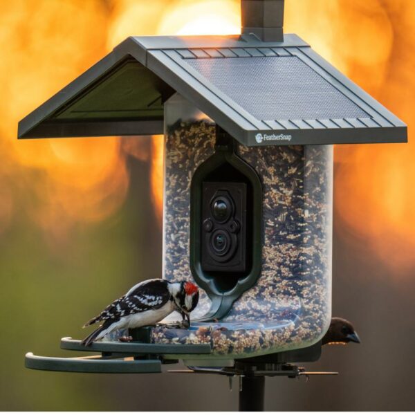 Solar Camera Bird Feeder