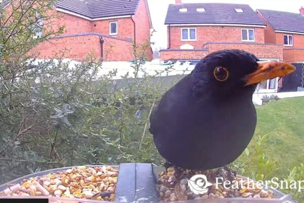Solar Camera Bird Feeder