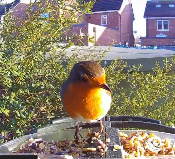 Solar Camera Bird Feeder