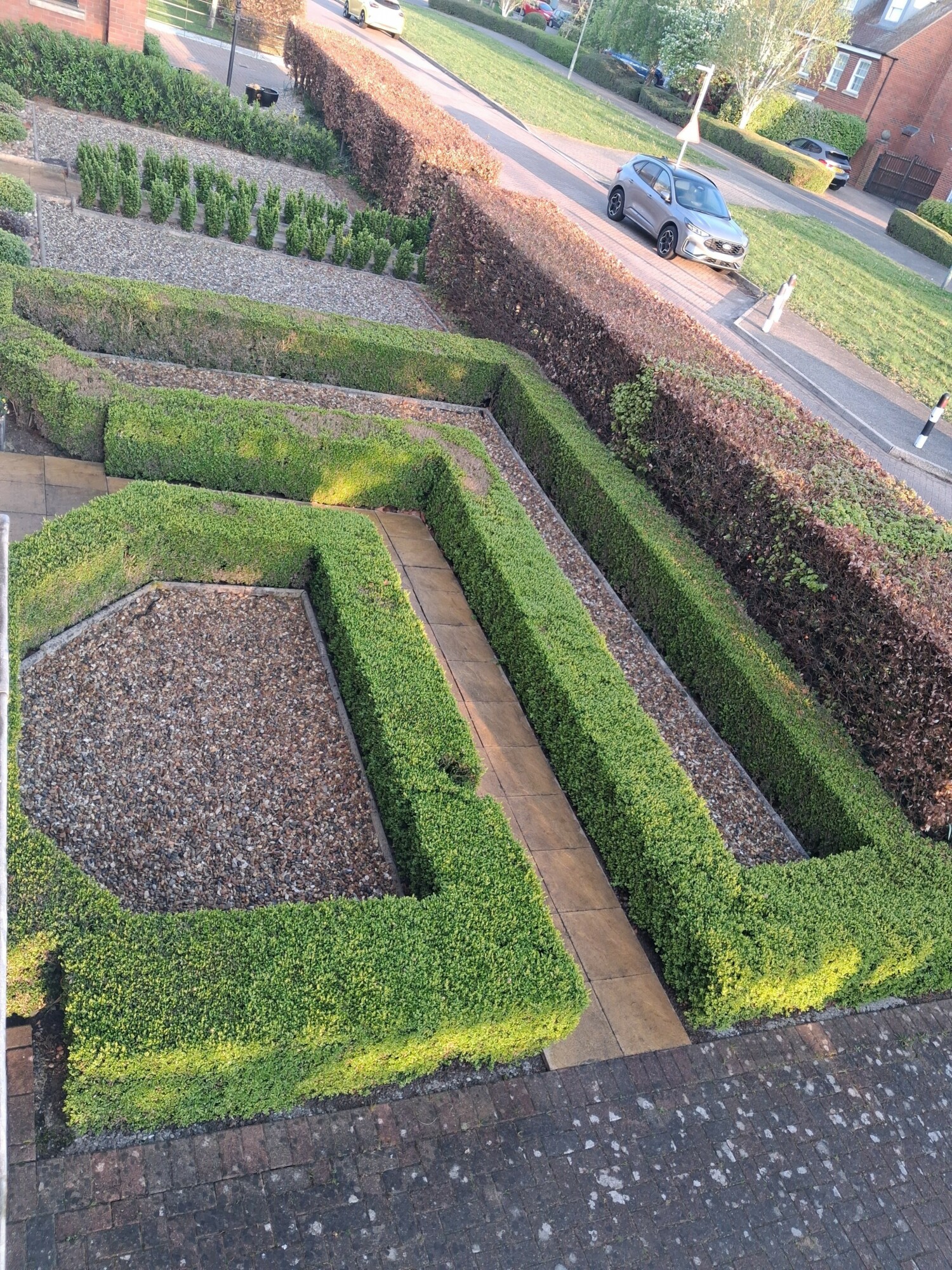 Box Hedge protected from Box Moth by Trap