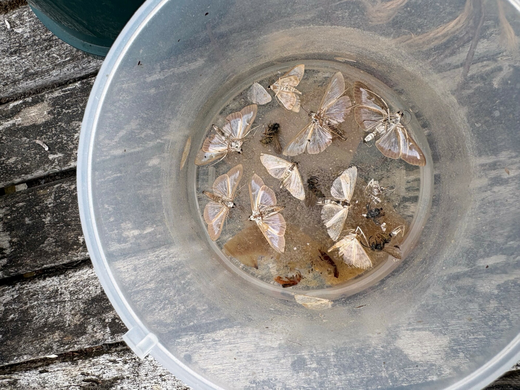box moth trap working