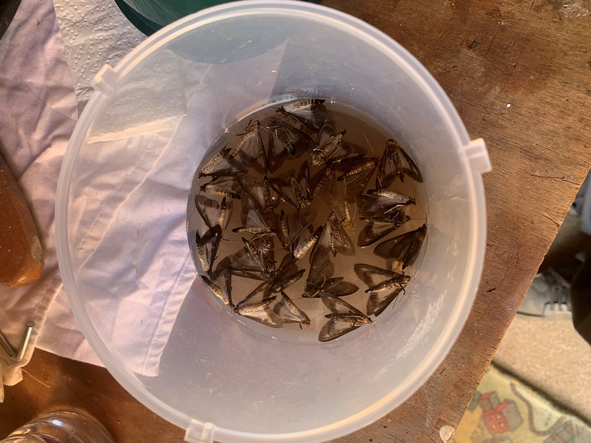 box moth trap working