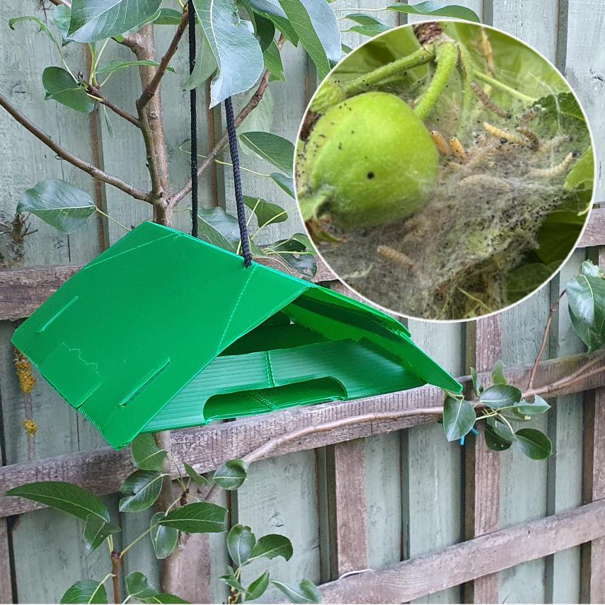 Ermine Moth Traps