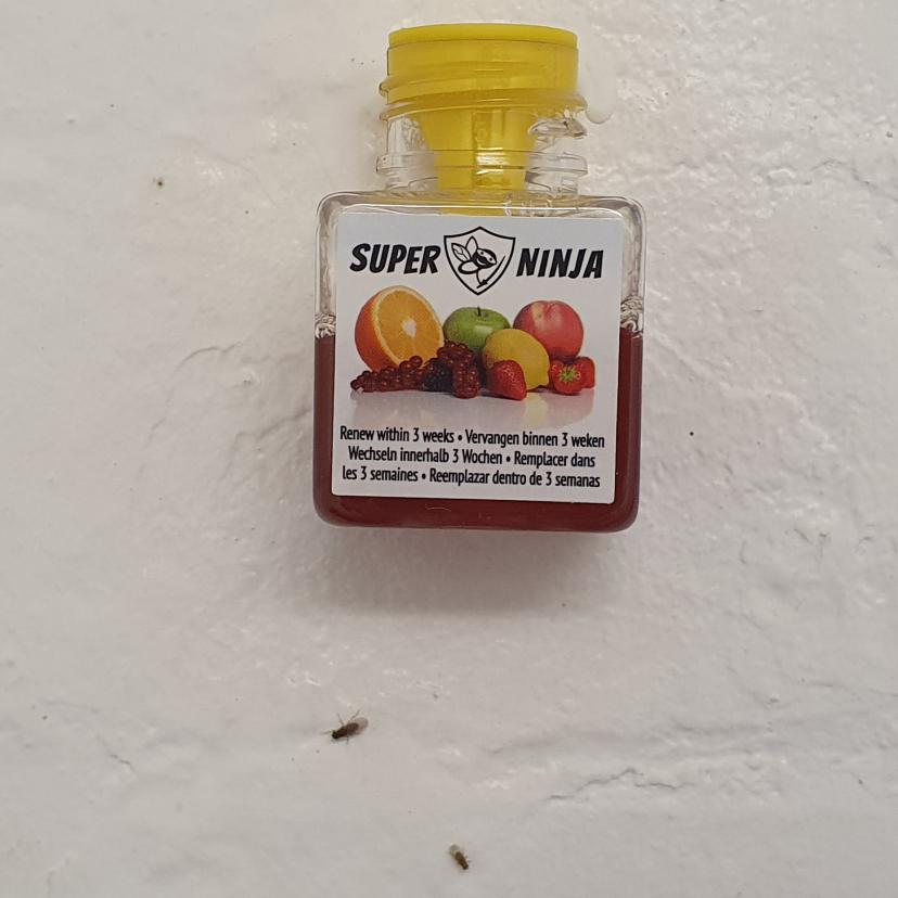 Fruit Fly Traps (Twin Pack)