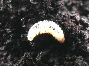 Vine Weevil Grub