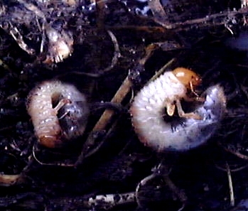 Chafer Grubs