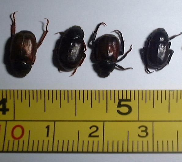 Adult Chafer Beetles